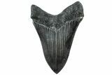 Serrated, Fossil Megalodon Tooth - South Carolina #311878-2